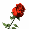 Red rose